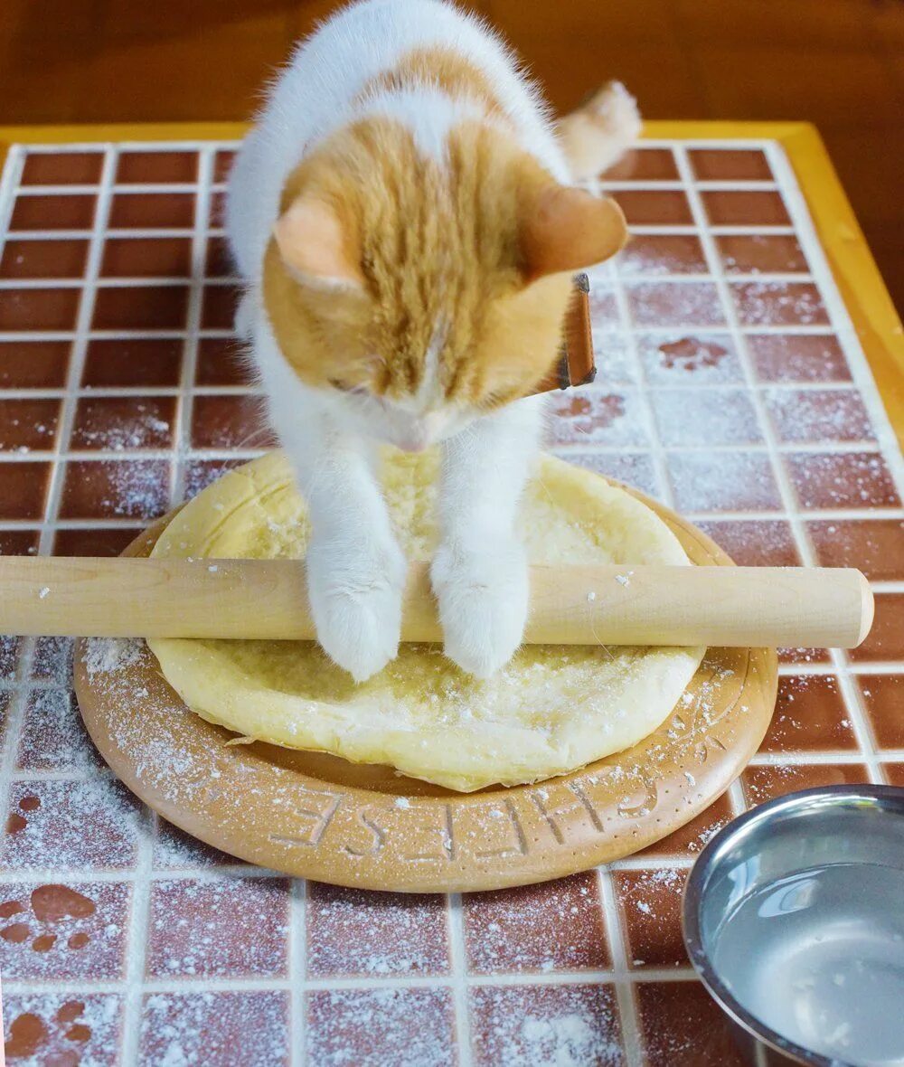 Кот готовит. Кошачий завтрак. Приготовленные коты. Коты кулинары.