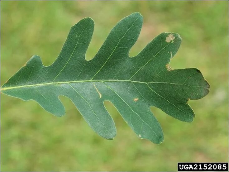 white oak leaf Oak leaf identification, White oak leaf, Tree leaf identification