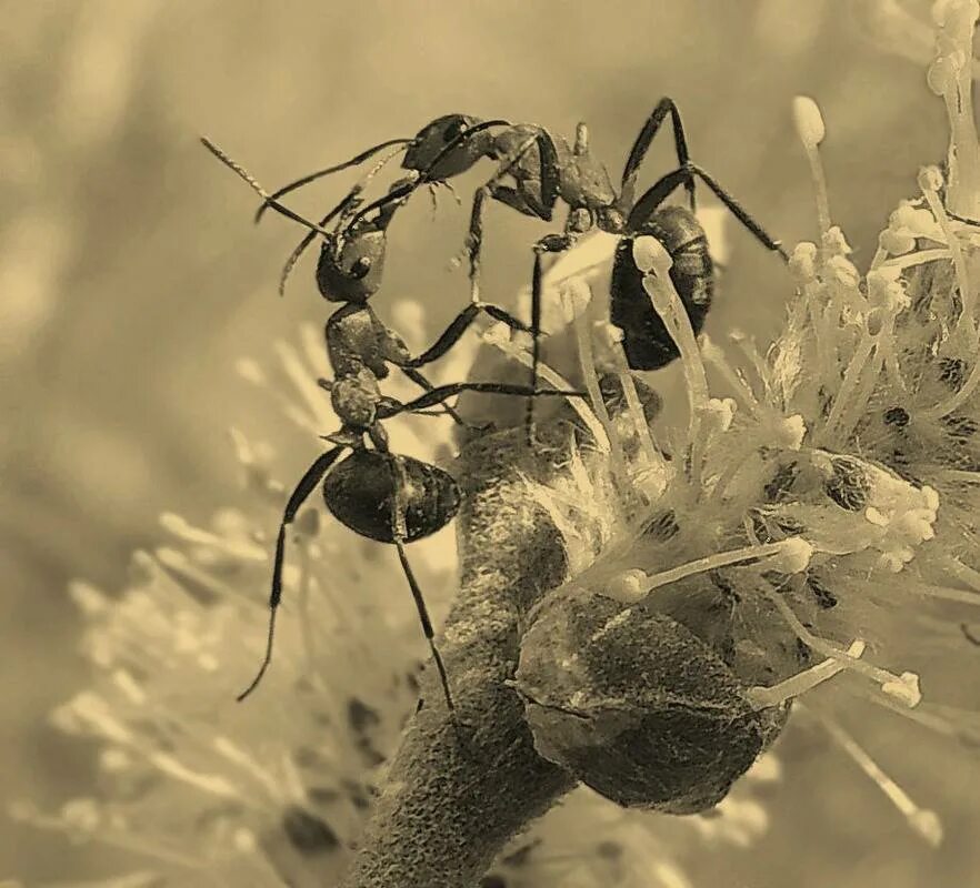 Муравьев спасибо жизнь. Муравей живой. Жизнь муравья. Жизнь муравьёв в муравейнике. Муравей Живая природа.