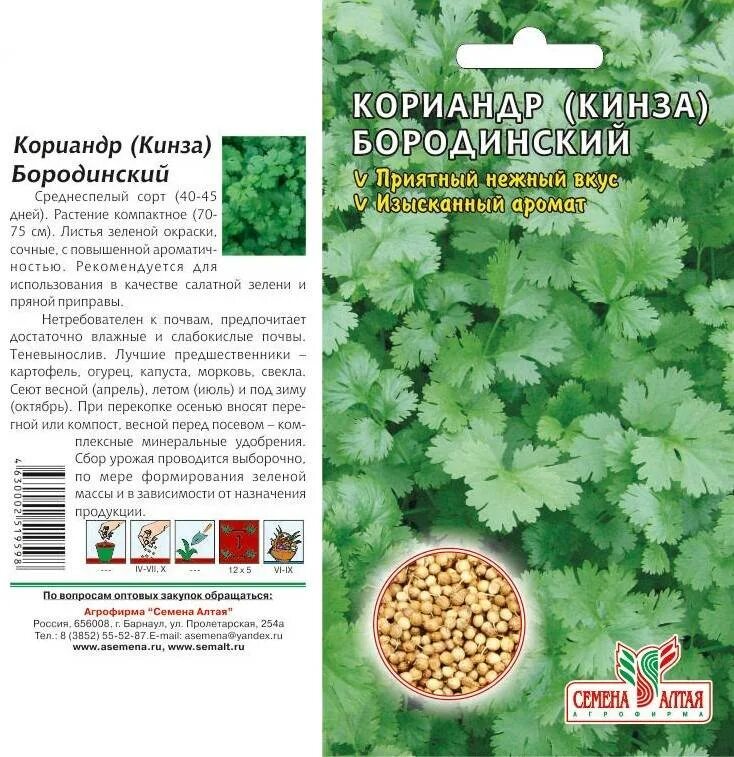 Кориандр посадка. Кинза сорта бородинский. кориандр и кинза семена посадка. кинза сорт бородино. семена кориандр бородинский.