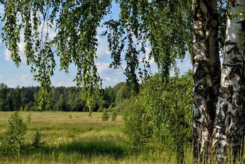 Березы вдали. Березовые Рощи Марий Эл. Россия Русь Березки тополя. Березы в Марий Эл. Русская природа Березовая роща Березки.