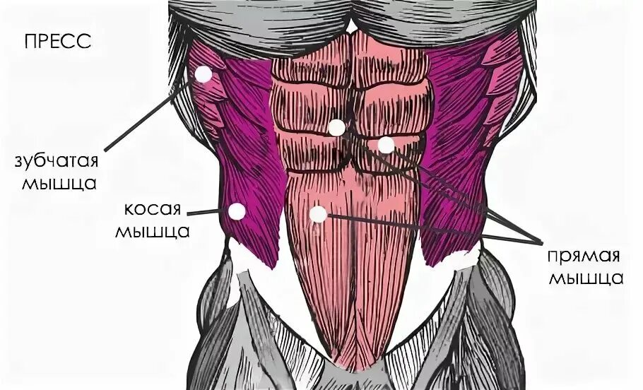 Прямые мышцы живота у мужчин. Мышцы пресса. Мышцы пре. Строение мышц пресса. Косые мышцы пресса анатомия.