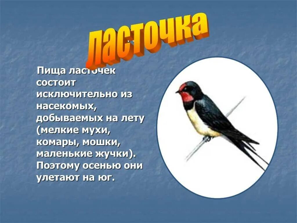 Сообщение о птице 2 класс. Ласточка птица описание. Доклад про ласточку. Рассказ про ласточку. Проект на тему Ласточка.