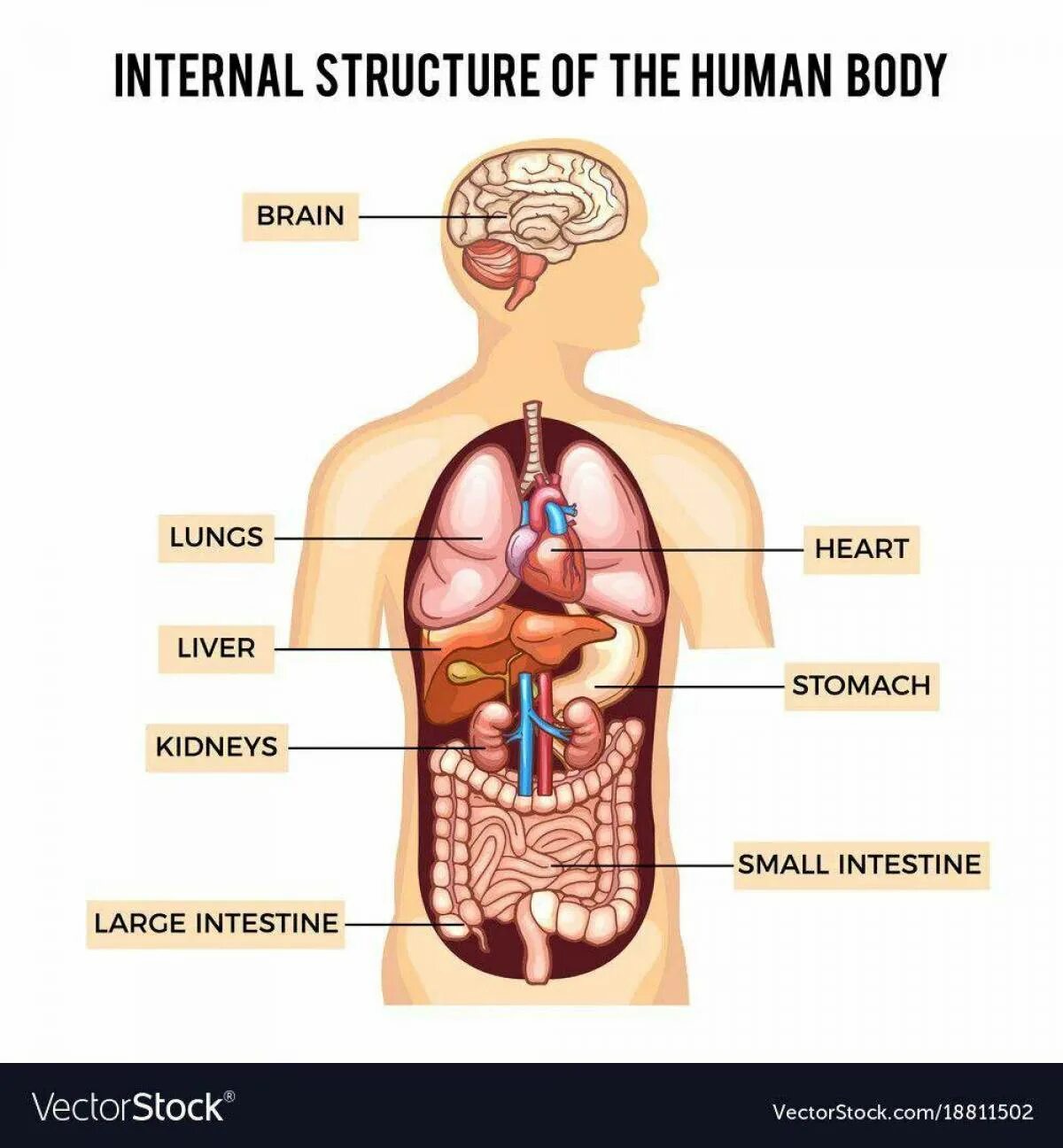 Макет строения внутренних органов человека. Внутренние органы человека. Изображение внутренних органов человека. Схематичное изображение органов человека. Макет расположения внутренних органов человека.