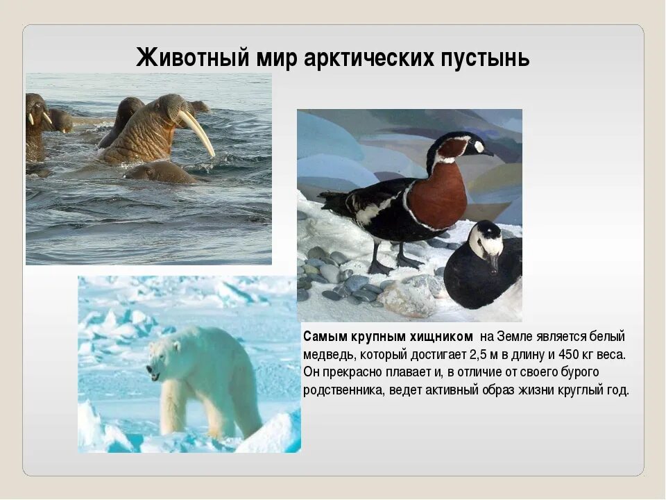 Определите животных арктических пустынь. Животный мир арктических пустынь. Животный мир арктической пустыни. Животные и птицы Арктики. Животный мир Арктики и арктической пустыни.