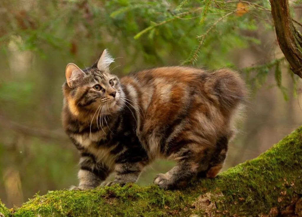 American bobtail. Кот Курильский бобтейл. Курильский бобтейл дикий. Камчатский бобтейл. Американский бобтейл кошки.