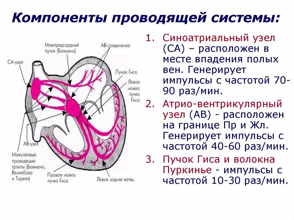 Между правыми предсердием и желудочком находится клапан. Строение сердца синоатриальный узел. Проводящая система сердца синоатриальный узел. Атриовентрикулярный узел генерирует импульсы. Ведущая роль в автоматии синоатриального узла.