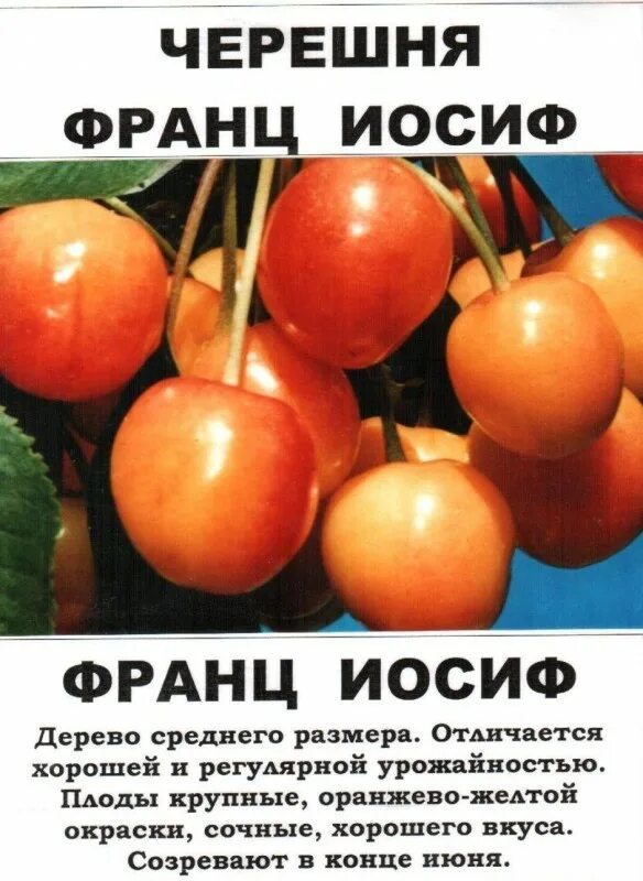 Черешня светлая. Черешня фатеж , франц иосиф. Черешня иосиф. Черешня иосиф. Черешня иосиф.