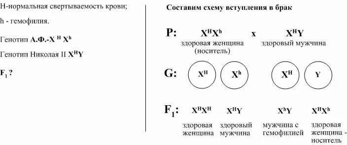 У здоровых родителей сын болен гемофилией определите. Гемофилия генотип. Генотип родителей и ребенка. Генотип женщины. Генотип мужчины больного гемофилией.