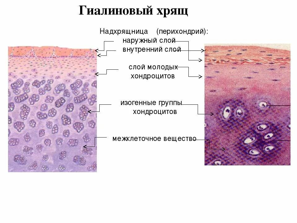 Изогенные группы. Гиалиновый хрящ ткань строение. Хрящевая ткань гиалиновый хрящ. Строение гиалинового хряща гистология. Строение надхрящницы гистология.