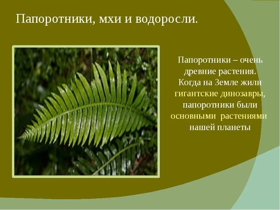 Значение древних папоротниковидных в природе. Мхи папоротники водоросли 2 класс. Папоротники древние растения. Мхи и папоротники. Папоротникообразные слайды.