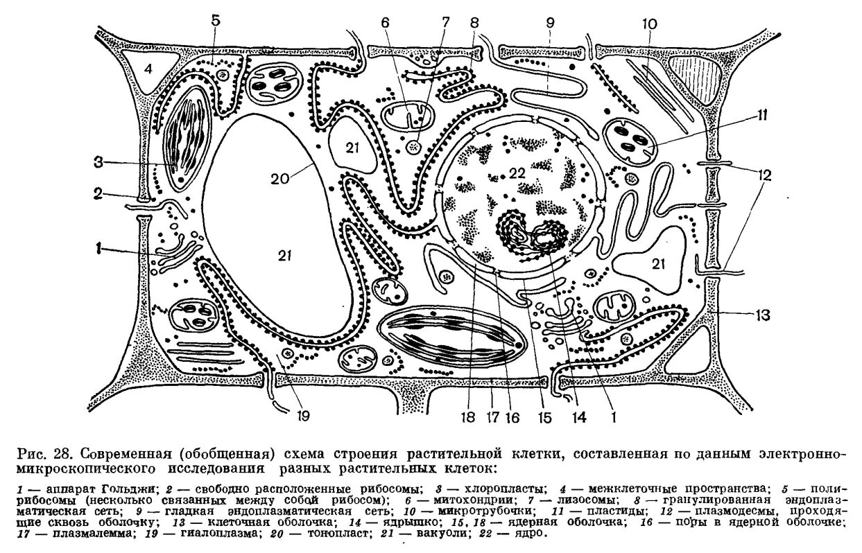 Структура растительной клетки рисунок с обозначением. Строение растительной клетки. Схема строения растительной клетки. Рисунок строения растительной клетки с обозначениями.