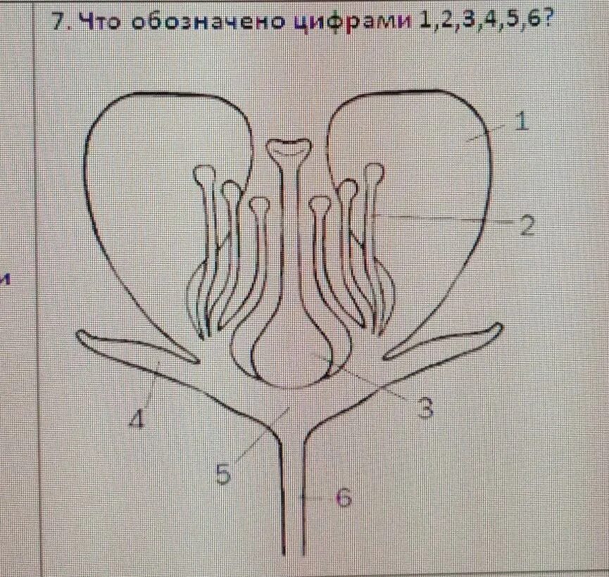 Что обозначено цифрами 1 7. Что обозначено цифрами 1, 2, 3?. что обозначено цифрами 1-5. что обозначает цифра 5. что обозначают цифры.