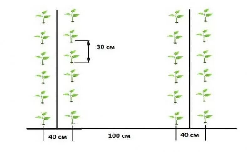 Посадка огурцов расстояние между рядами. Схема высадки рассады огурцов в теплицу. Схема высадки рассады огурцов в открытый грунт. Посадка перца схема посадки в теплице. Схема посева перца в теплице.
