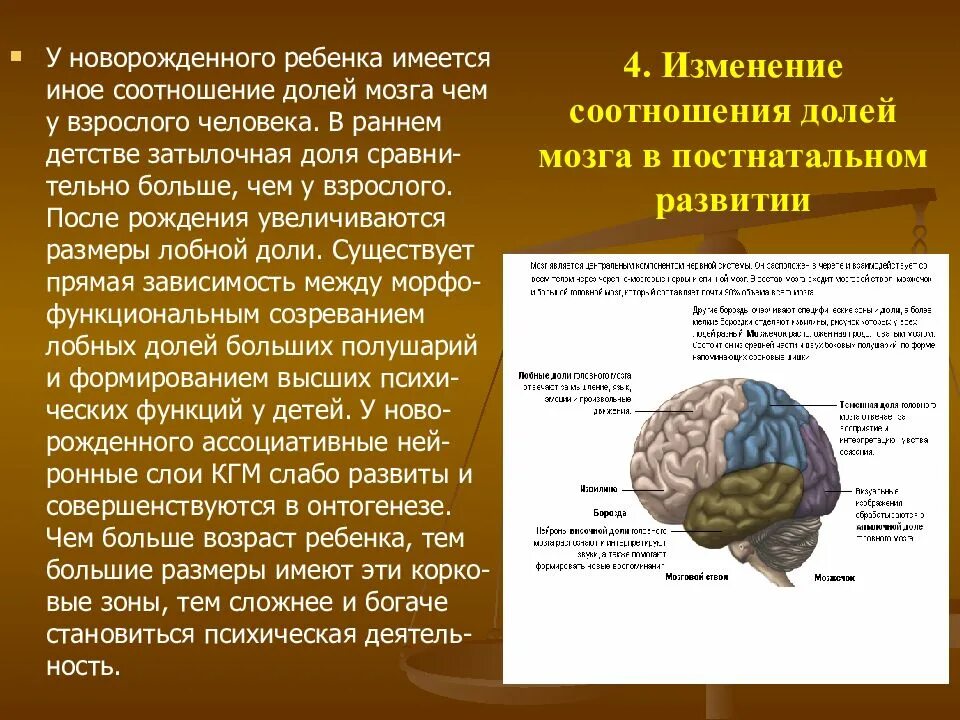 Уровень развития мозга. Функции долей мозга.