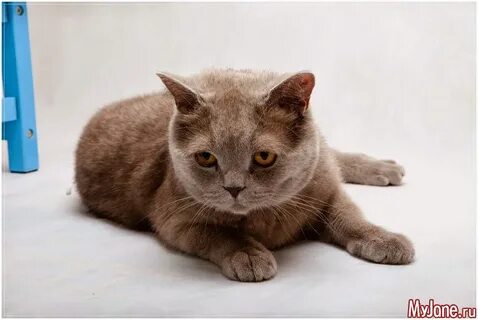 Альбом коты