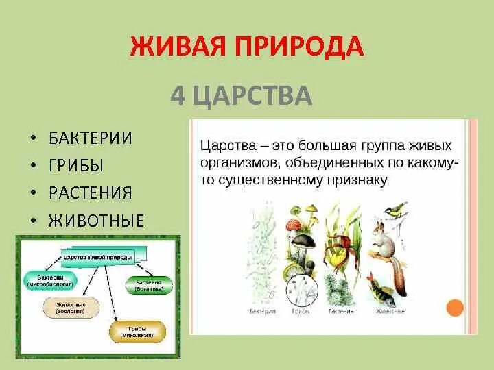 Какие 4 царства в биологии. Царства живой природы. бактерии грибы растения животные это царство. таблица царства живой природы. царства в биологии.