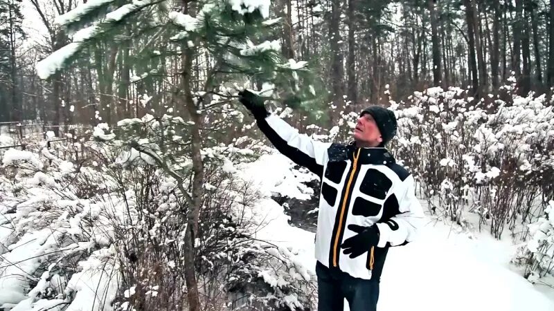 Снег в исполнении. Белые снеги задорнов. белым снегом задорнов. михаил задорнов идут белые снеги. а снег идет евтушенко.