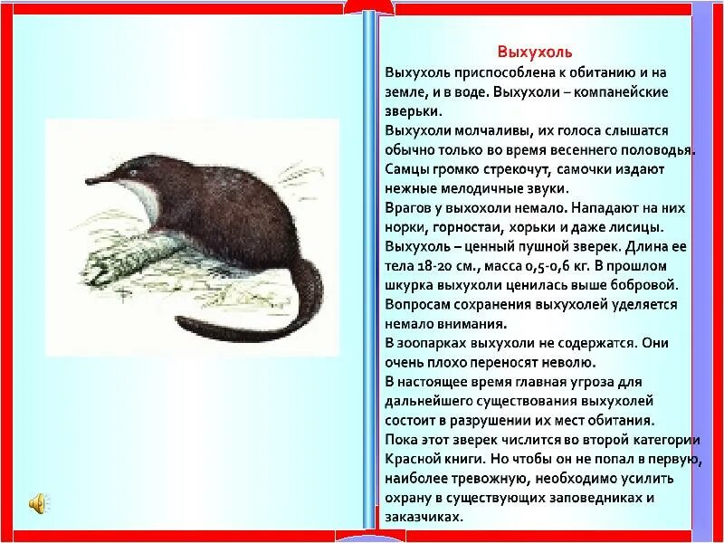 Выхухоль занесена в красную книгу. Выхухоль занесена в красную книгу