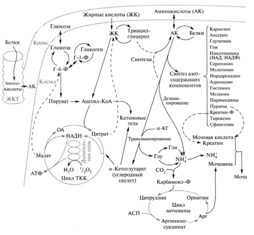 Белковый обмен в организме. Схема метаболизма белка. Общая схема белкового обмена. Схема белкового обмена в организме человека. Схема метаболизма белков биохимия.