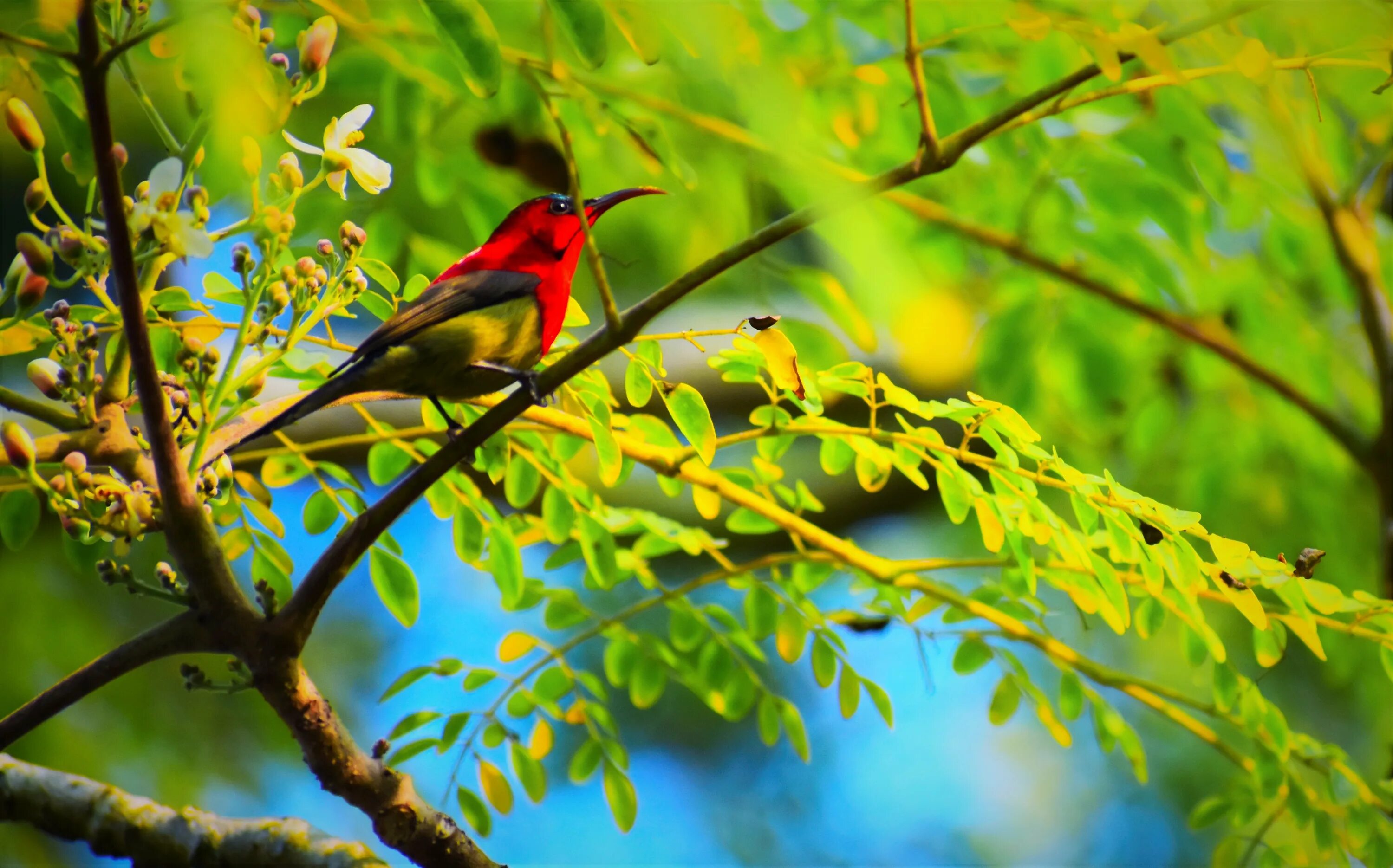 Свет птицы на деревьях. Птицы на дереве. Красивое дерево и птицы. Зеленая птица на дереве. Птицы на деревьях летом.