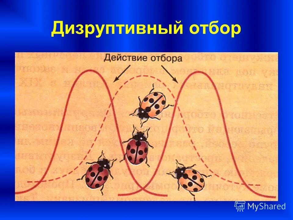 5 примеров естественного отбора. Дизруптивный (разрывающий) отбор. Естественный отбор дизруптивный отбор. Формы естественного отбора дизруптивный. Дизруптивный отбор Божьи коровки.