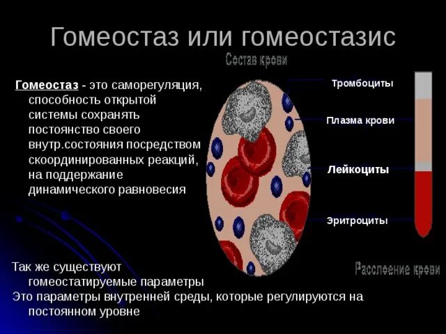 Биохимический гомеостаз. Гомеостаз. саморегуляция гомеостаз. система гомеостаза крови. гомеостаз физиология.