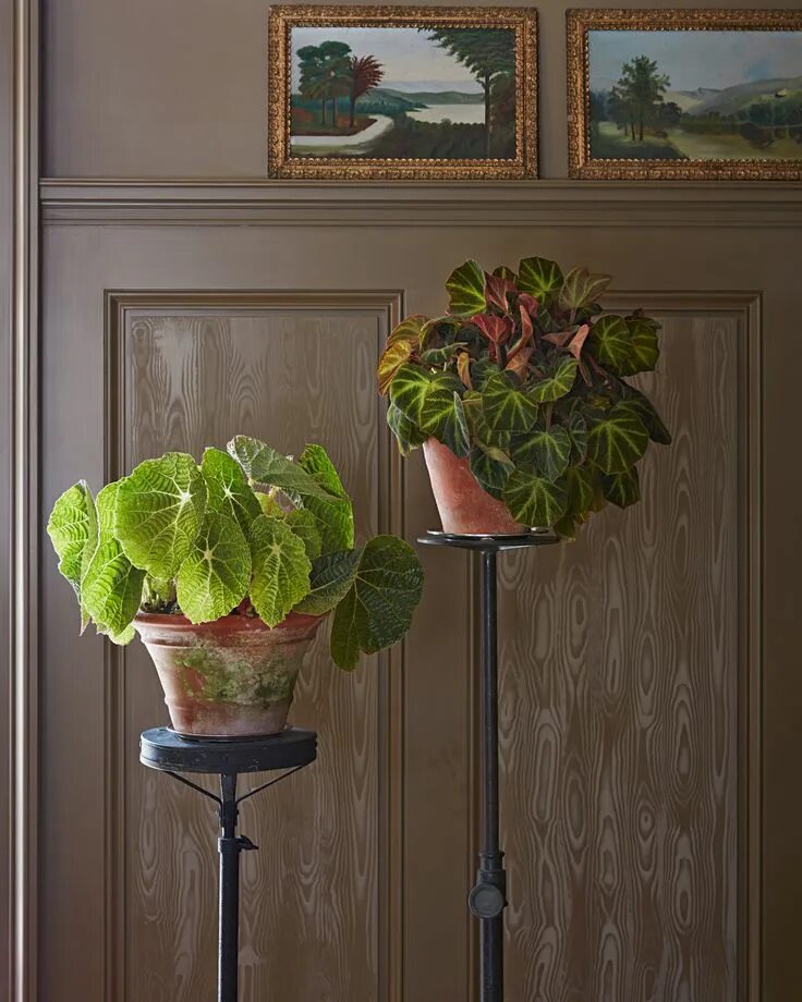 My Collection of Begonias - The Martha Stewart Blog