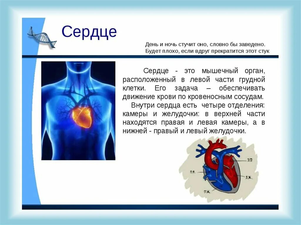 Доклад по органам человека 2 класс. Информация о работе сердца. Рассказ про сердце человека. Факты систем органов человека