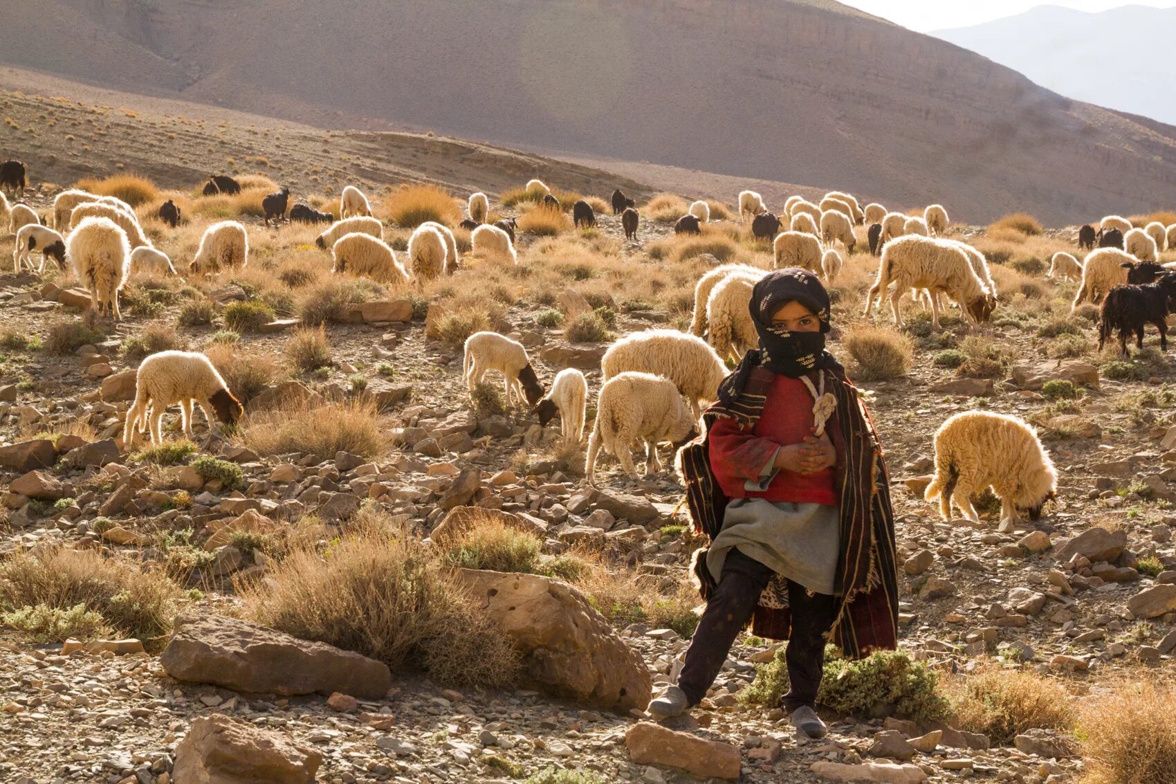 Занятия людей в пустыне. Скотоводство в Марокко. Скотоводство в пустыне. Кочевники скотоводы. Животноводство Марокко.