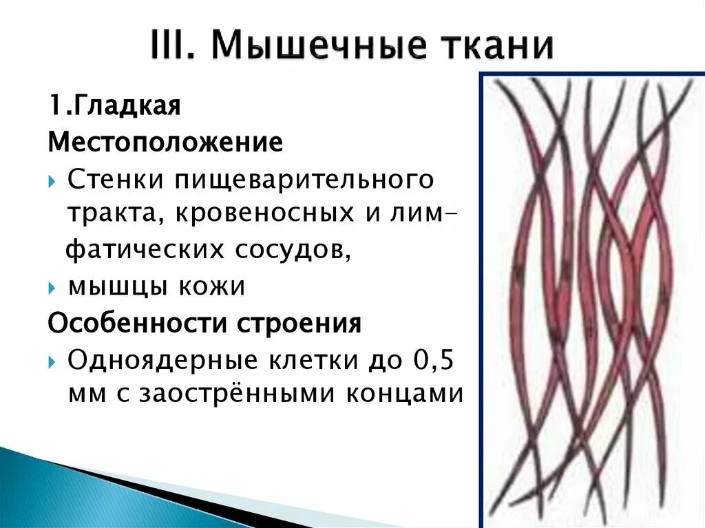 Расположение клеток гладкой ткани Подготовка к ЕГЭ