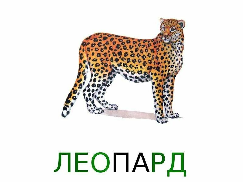 Леопард слоги. Леопард карточка для детей. карточки домана леопард. леопард с подписью. карточки домана экзотические животные леопард.