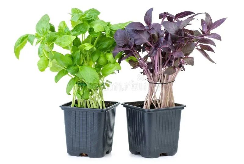 Mosquito Repelling Plants for Your Summer Herb Garden