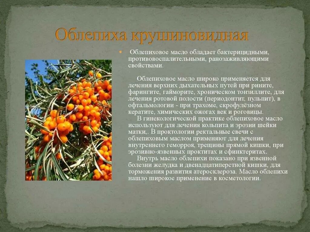 Облепиха лекарственное растение сообщение 6 класс. Облепиха крушиновидная описание. облепиха крушиновидная формула цветка. облепиха лекарственное растение. облепиха описание растения.