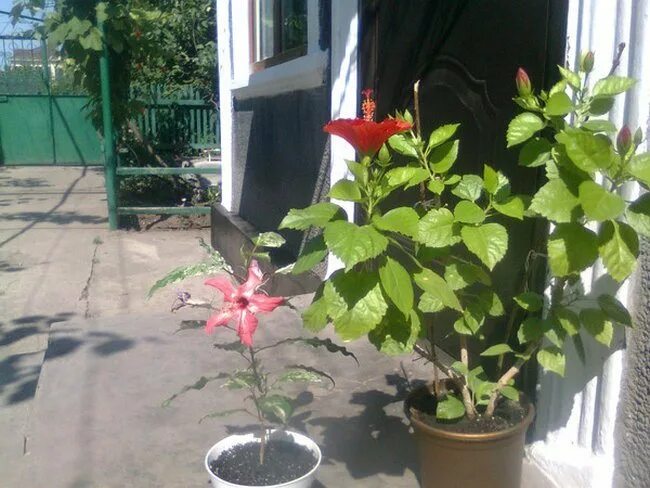 Почему гибискус сбрасывает. Солнечный ожог на листьях гибискуса. ожоги на гибискусе.