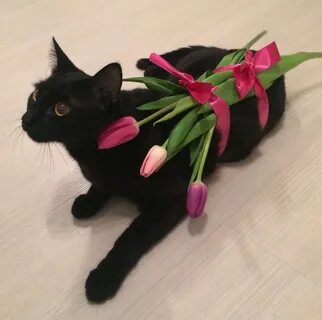 Кошка 8