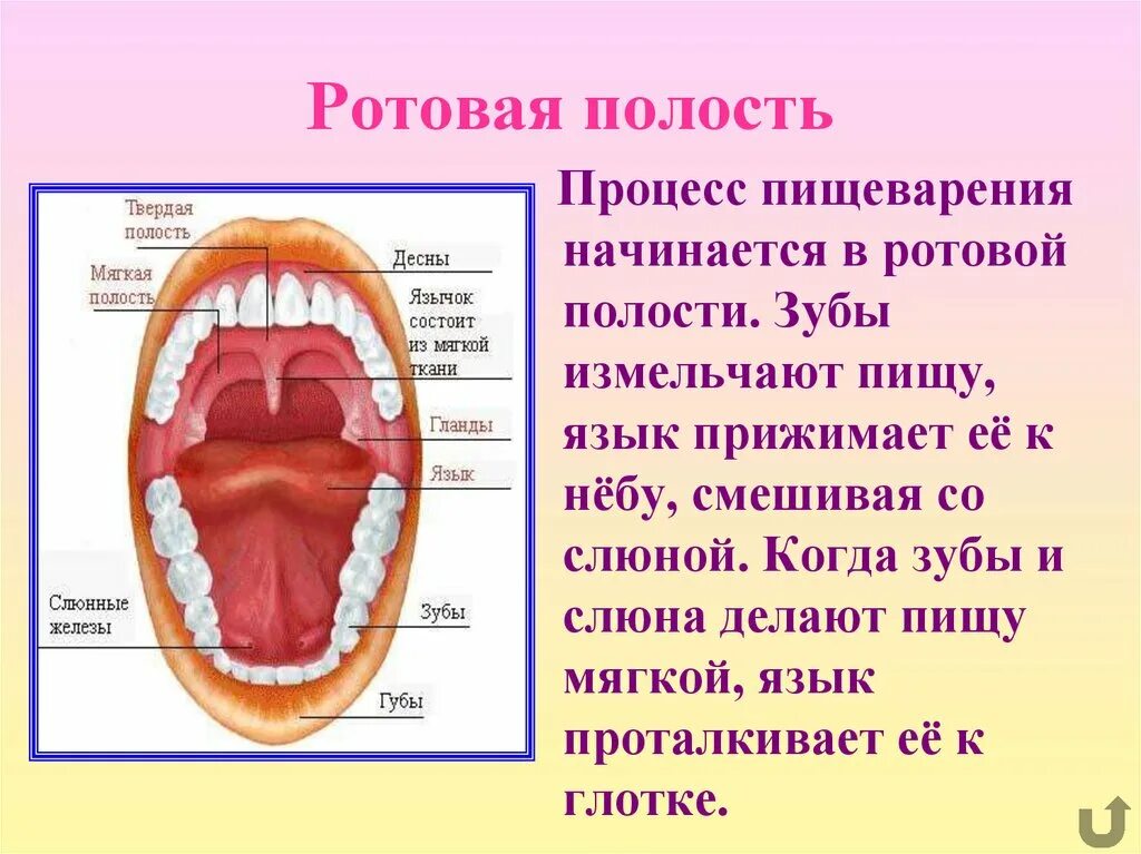 Ротовая полость тема. Строение ротовой полости биология. Ротовая полость строение анатомия. Строение пищеварение в ротовой полости. Органы пищеварения строение зубов.