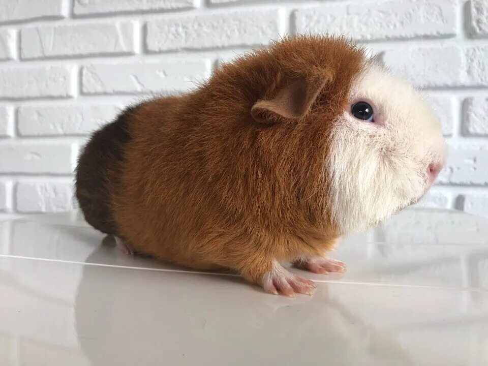 морская свинка калифорния. морские свинки самара. морская свинка английский крестед. морские свинки самара. морская свинка на задних лапах.