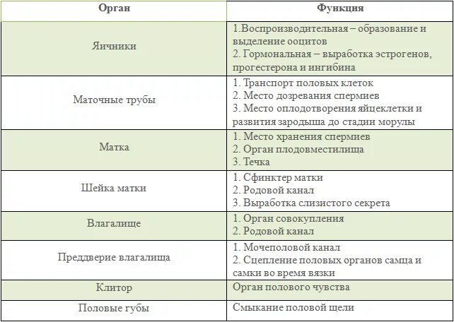 Таблица мужских половых органов. Наружные половые органы таблица. наружные половые органы функции. органы женской половой системы таблица. женская половая система таблица орган строение функция.