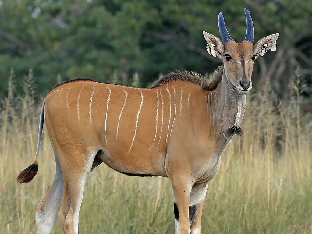 парнокопытное 6 букв сканворд. черномордая антилопа импала. полорогие парнокопытные. остророгая антилопа. газель антилопа.