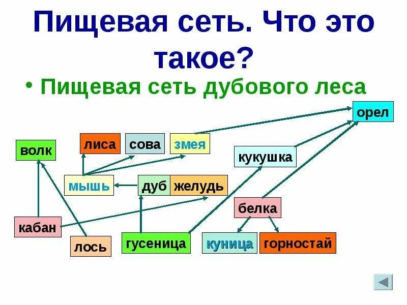 Какое животное напрямую связано с дубом