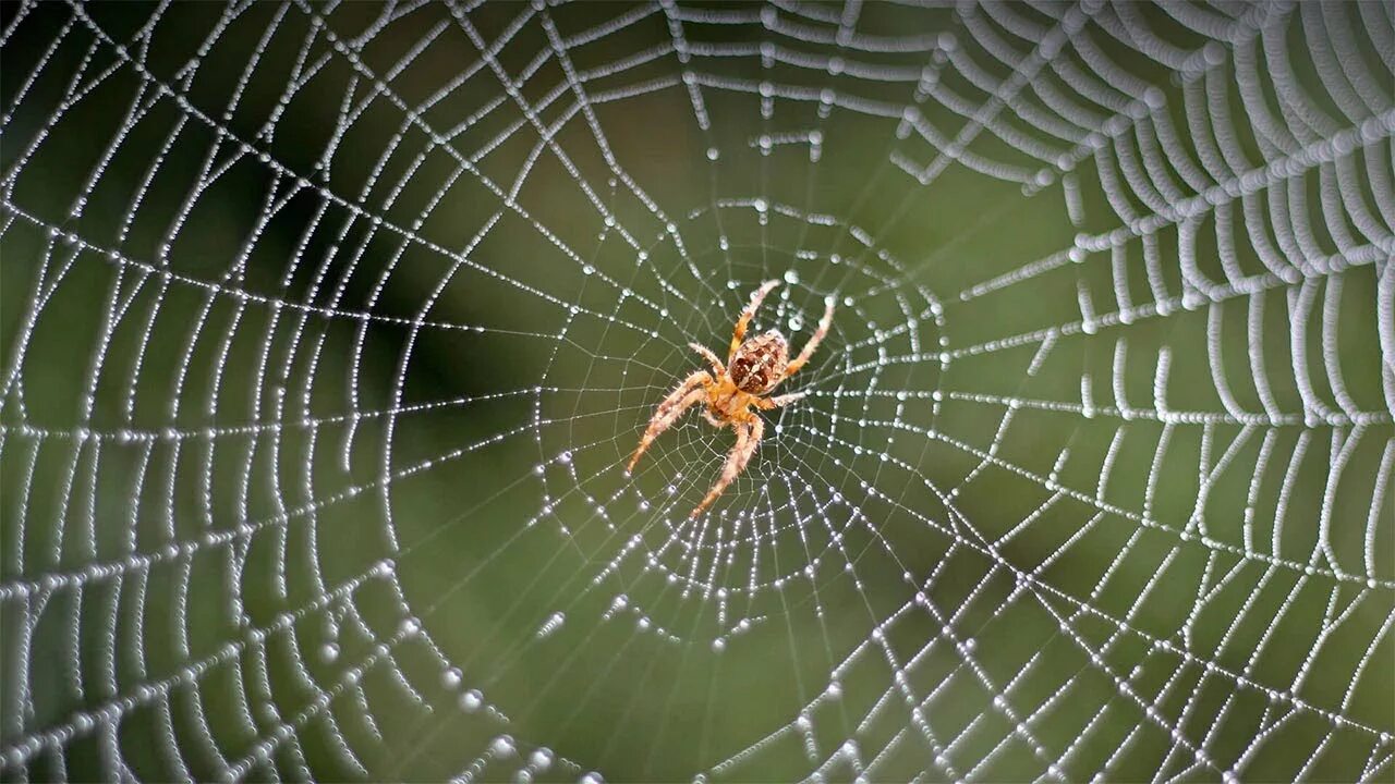 Spiders thread