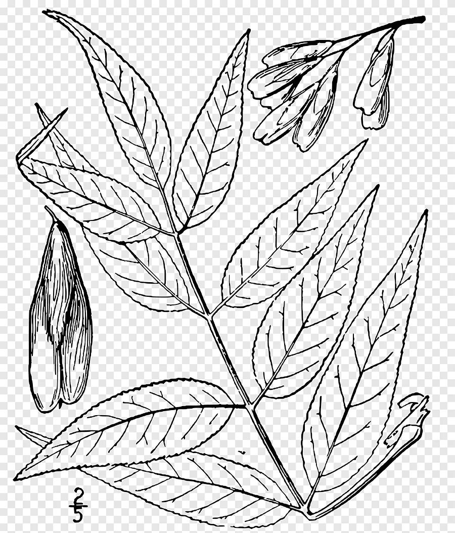 Ясень листья картинки. Fraxinus quadrangulata. fraxinus americana листья. ясень обыкновенный лист. ясень ланцетный цветение.