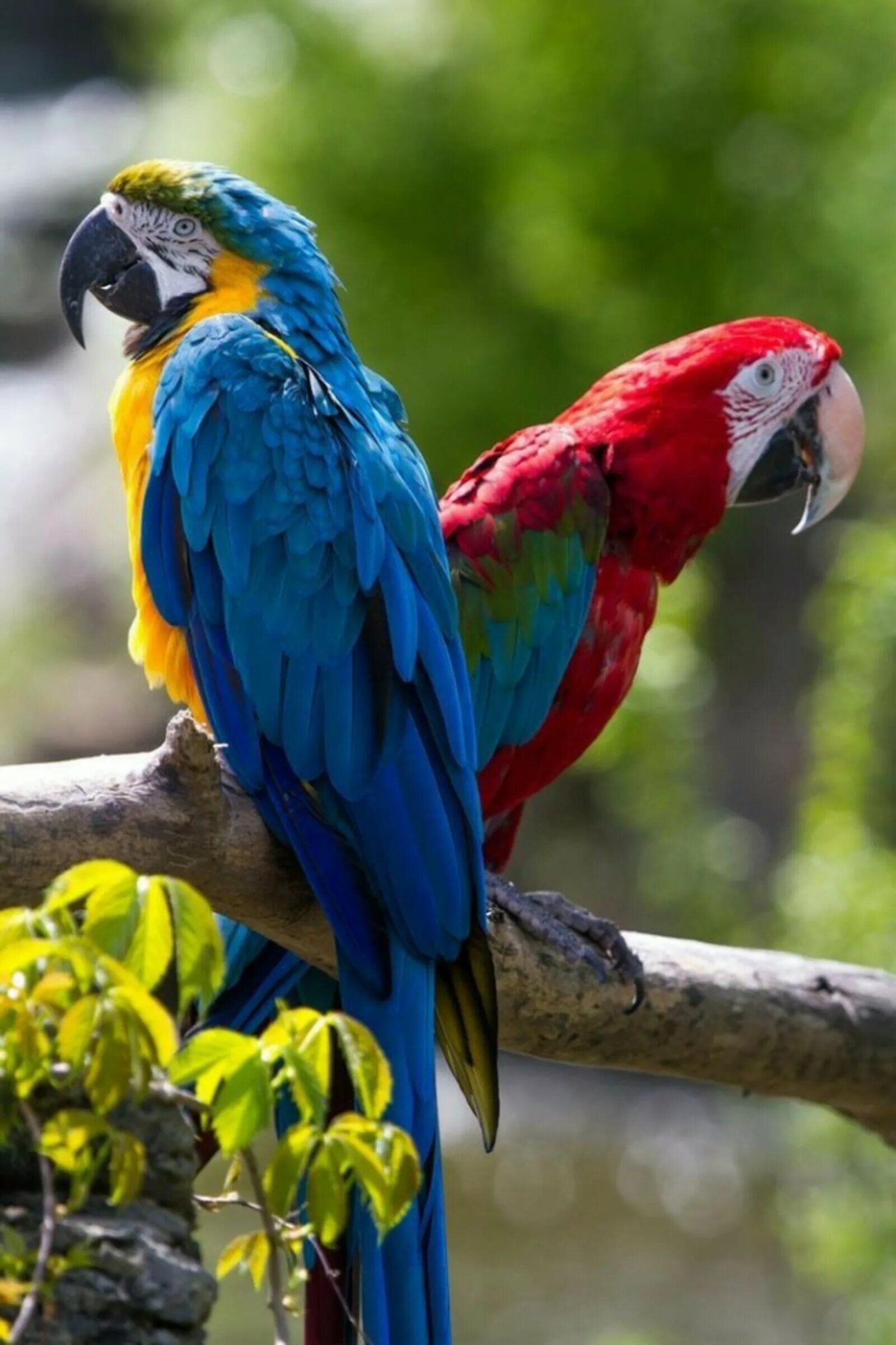 Большой цветной попугай. Попугай ара. Африканский попугай ара. Blue Macaw попугай. Blue-and-Gold Macaw Parrot,.