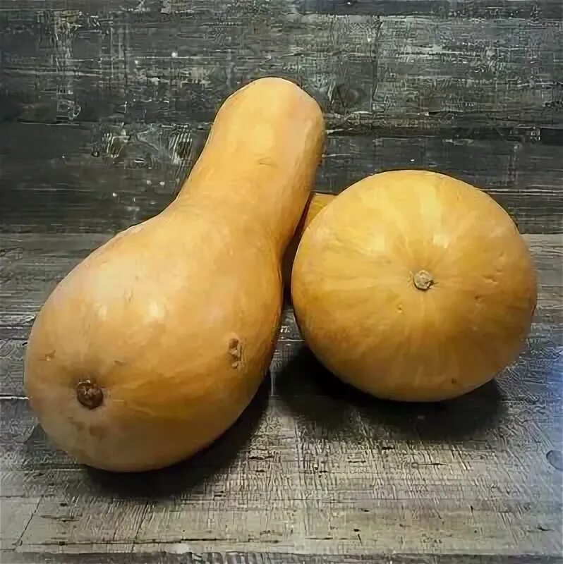Сорт тыквы карета