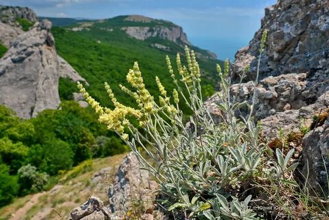 Лечебные растения крыма