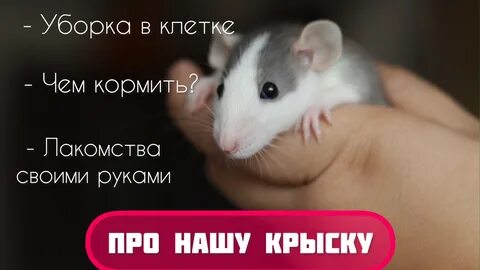 Дыня крысе можно