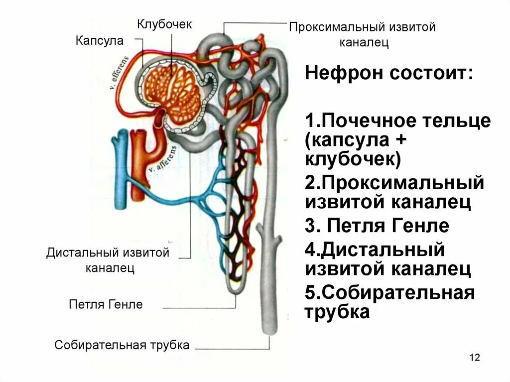 Капсула дистальный каналец петля генле. Проксимальный и дистальный извитой каналец. Строение почки петля генле. Строение нефрона почки. Капсула дистальный каналец петля генле.