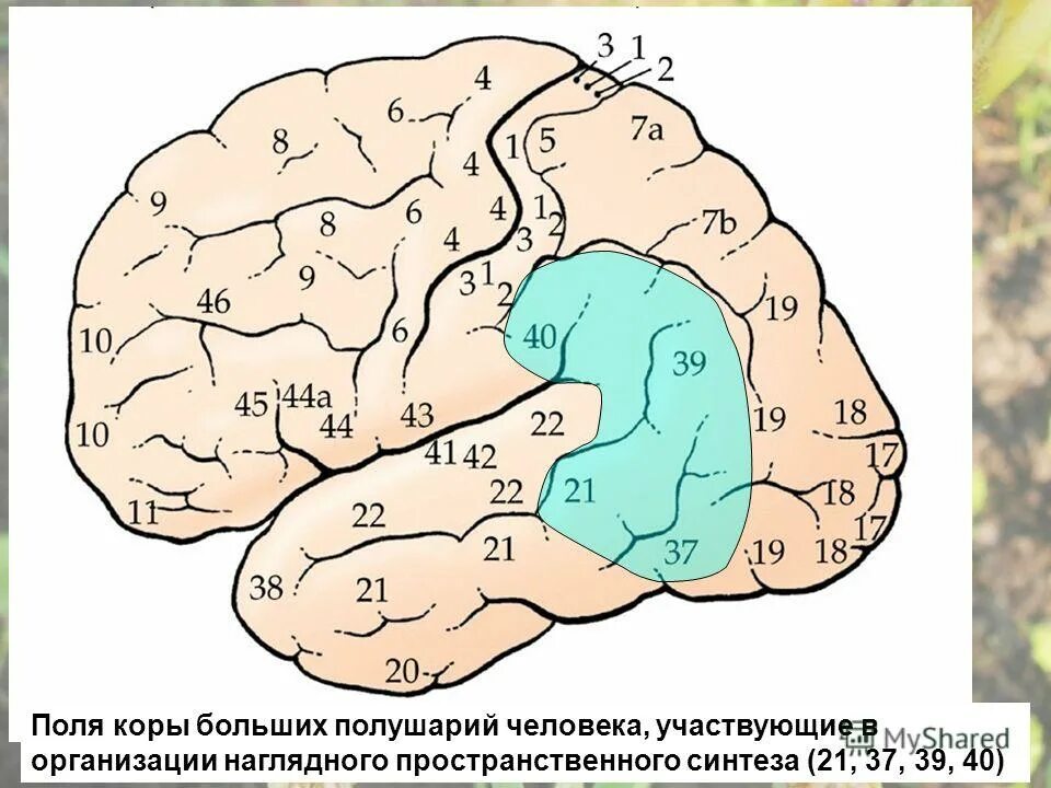 первичные проекционные зоны коры головного мозга. первичные поля коры больших полушарий. первичные вторичные третичные поля коры головного мозга функции. поля бродмана схема. первичные вторичные и третичные чувствительные поля в коре.