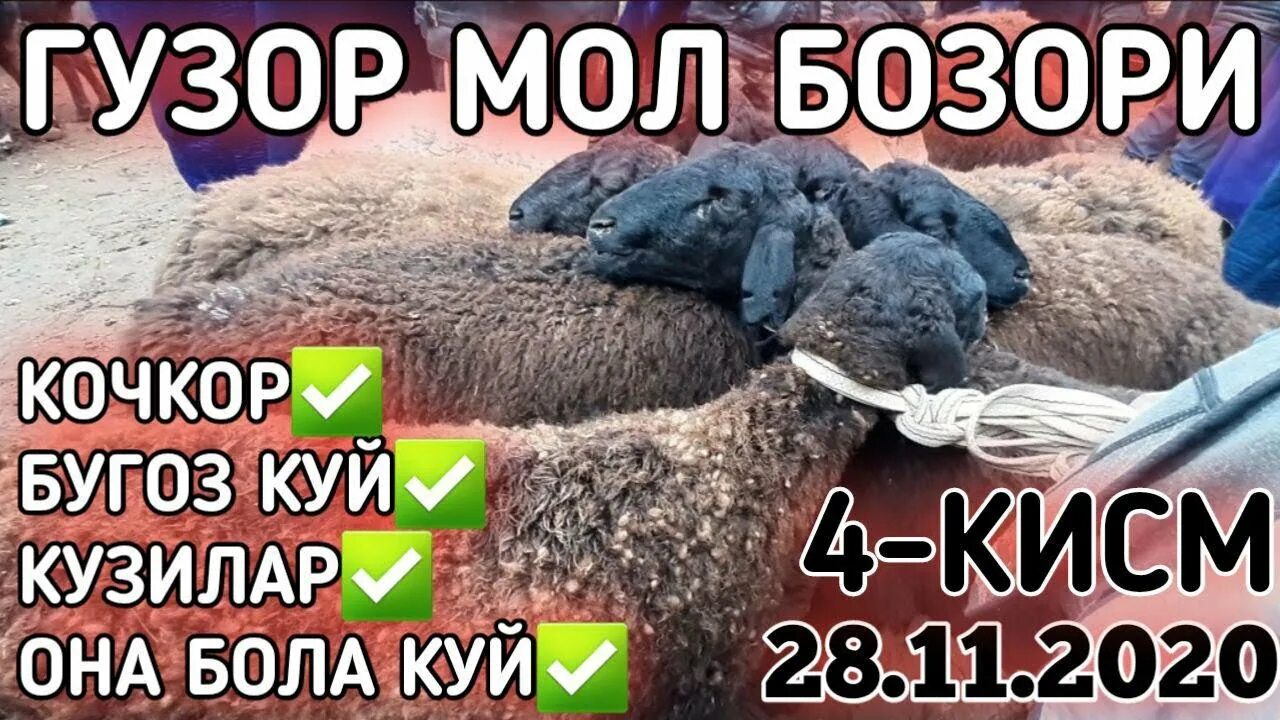 Гузор тумани. Кашкадарйо гузор. Qashqadaryo guzor. Кашкадаре гузор об хаво. Карши гузор.